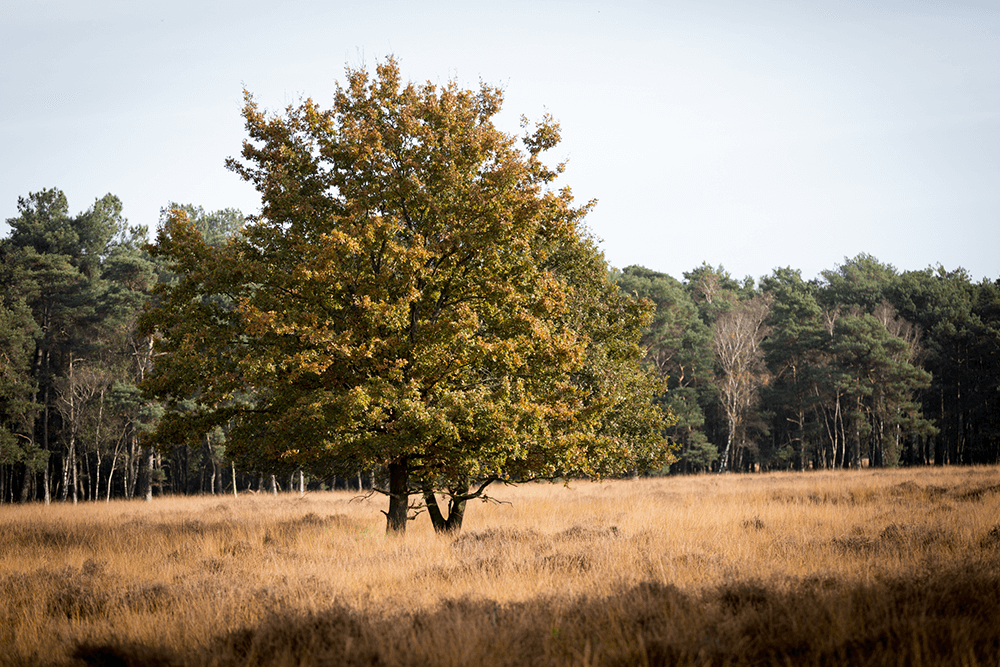 verwachting teamcoaching